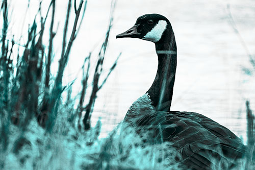 Canadian Goose Hiding Behind Reed Grass (Cyan Tone Photo)