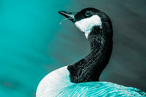Canadian Goose Munches Single Grass Blade (Cyan Tone)