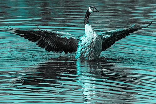 Canadian Goose Spreads Wings Among Lake Top (Cyan Tone)