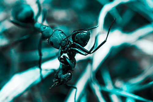 Carpenter Ant Uses Mandible Grips To Haul Dead Corpse (Cyan Tone Photo)