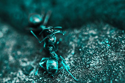 Carpenter Ants Battling Over Territory (Cyan Tone Photo)