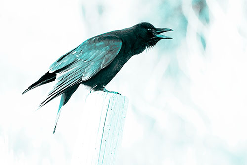 Cawing Crow Atop Crooked Wooden Post (Cyan Tone Photo)