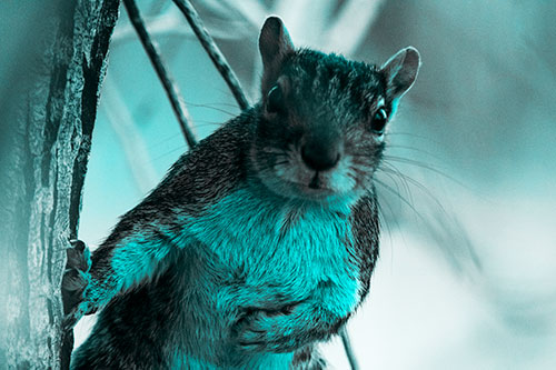 Chest Holding Squirrel Leans Against Tree (Cyan Tone Photo)