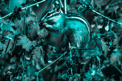 Chipmunk Feasting On Tree Branches (Cyan Tone Photo)