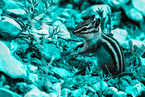 Chipmunk Ripping Plant Stem From Dirt (Cyan Tone Photo)