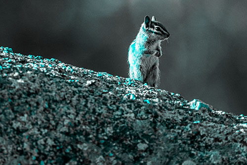 Chipmunk Standing Atop Sloping Fungi Rock (Cyan Tone Photo)