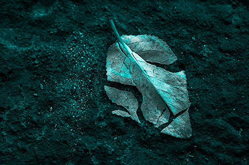 Chipped Leaf Face Rests Atop Pavement (Cyan Tone)