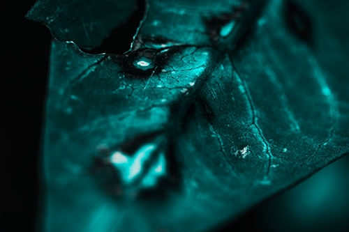 Chipped Vein Decaying Leaf Face (Cyan Tone Photo)