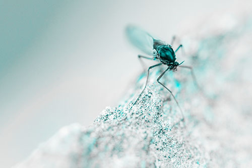 Chironomid Midge Fly Standing Along Rock Edge (Cyan Tone Photo)