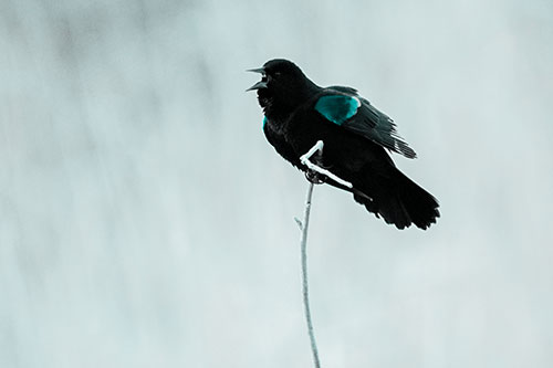 Chirping Red Winged Blackbird Atop Snowy Branch (Cyan Tone Photo)