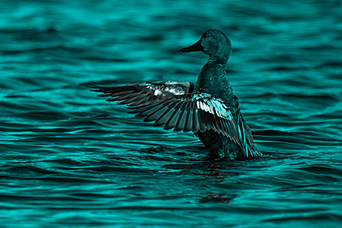 Cinnamon Teal Duck Flaps Wings Among Lake (Cyan Tone)
