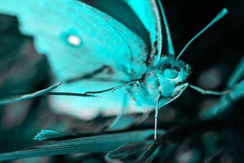 Cloudless Sulphur Butterfly Taking Stance (Cyan Tone)