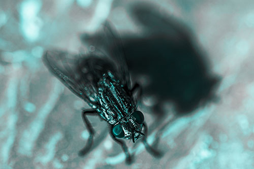 Cluster Fly Casting Shadow Among Sunlight (Cyan Tone Photo)