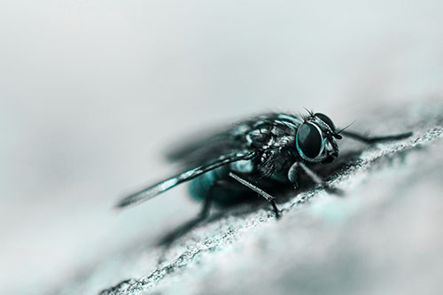 Cluster Fly Perched Among Rock Surface (Cyan Tone Photo)