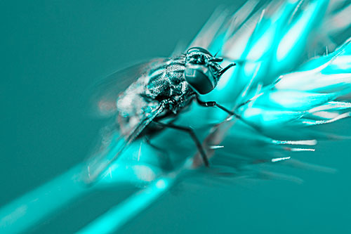 Cluster Fly Rests Atop Grass Blade (Cyan Tone Photo)