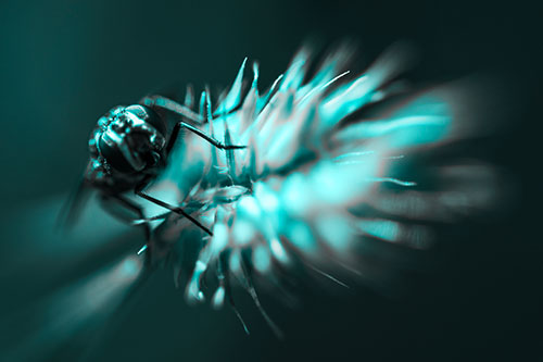 Cluster Fly Rides Plant Top Among Wind (Cyan Tone Photo)