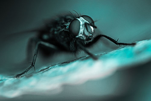 Cluster Fly Standing Atop Dead Sloping Autumn Leaf (Cyan Tone Photo)