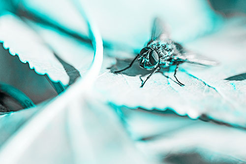Cluster Fly Standing Atop Stacked Intersecting Leaves (Cyan Tone)
