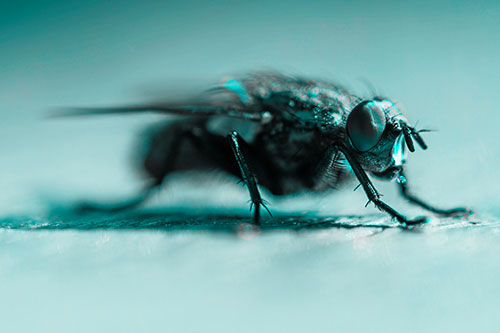 Cluster Fly Stands Among Sunshine (Cyan Tone Photo)