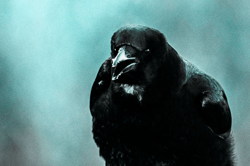 Cold Snow Beak Crow Cawing (Cyan Tone Photo)