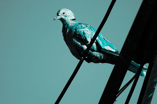 Collared Dove Perched Atop Wire (Cyan Tone Photo)