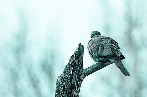 Collared Dove Sitting Atop Broken Tree (Cyan Tone)