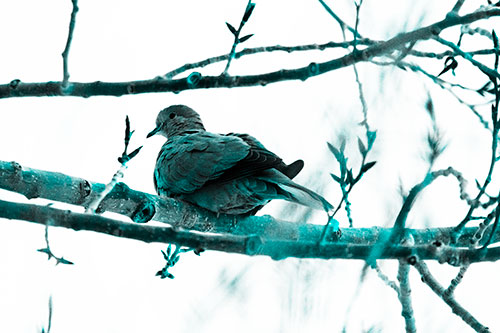 Collared Dove Sitting Atop Tree Branch (Cyan Tone Photo)