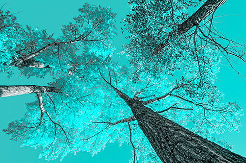 Colorful Towering Autumn Trees Among Clear Sky (Cyan Tone)