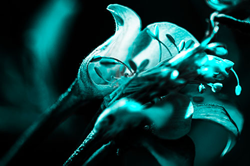 Columbine Flower Face Embracing Sunlight (Cyan Tone)