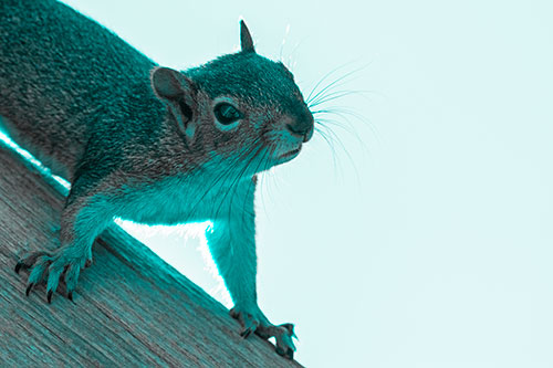Confused Head Tilting Squirrel Standing Along Wooden Pole (Cyan Tone)