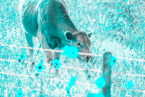 Cow Snacking On Grass Behind Fence (Cyan Tone Photo)
