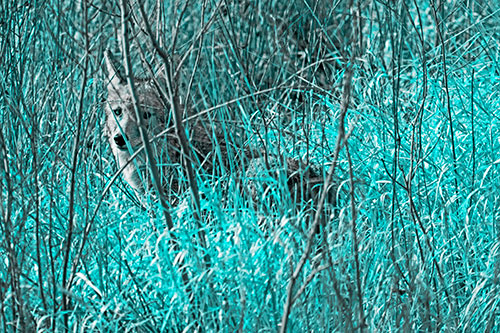 Coyote Makes Eye Contact Among Tall Grass (Cyan Tone)