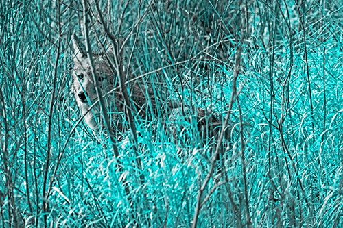 Coyote Makes Eye Contact Among Tall Grass (Cyan Tone Photo)