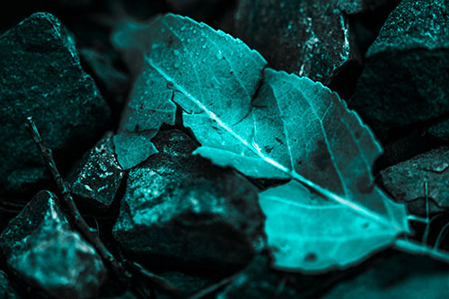 Cracked Soggy Leaf Face Rests Among Rocks (Cyan Tone Photo)