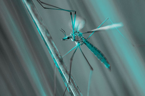 Crane Fly Clinging Ahold To Grass Blade (Cyan Tone)