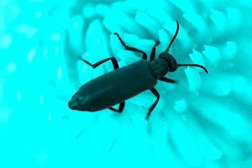 Crawling Oedemera Beetle Searching Atop Dandelion (Cyan Tone)