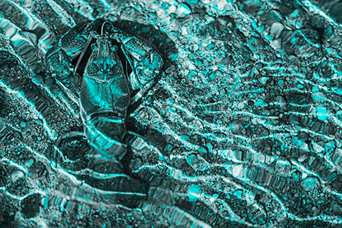 Crayfish Holds Onto Riverbed Floor Among Rippling Water (Cyan Tone Photo)