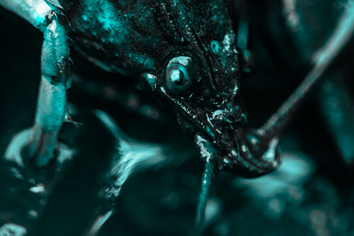 Crayfish Standing Above Flowing Water (Cyan Tone Photo)