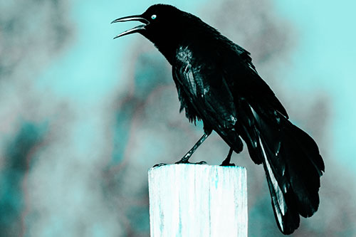 Croaking Great Tailed Grackle Perched Atop Wooden Post (Cyan Tone)