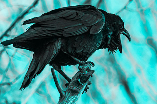 Croaking Raven Perched Atop Broken Tree Branch (Cyan Tone Photo)