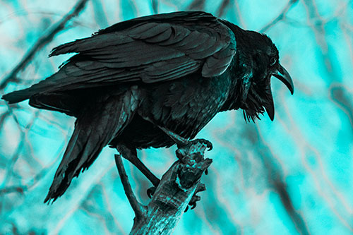 Croaking Raven Perched Atop Broken Tree Branch (Cyan Tone)