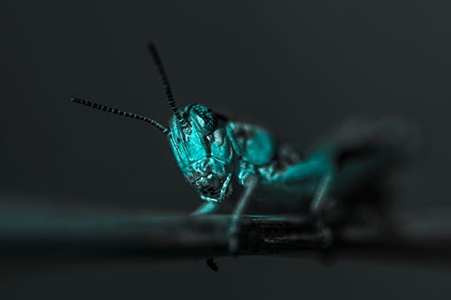 Crouching Grasshopper Gripping Onto Grass Blade (Cyan Tone)