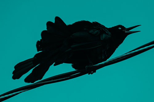 Crouching Great Tailed Grackle Squeaking Atop Cable (Cyan Tone)