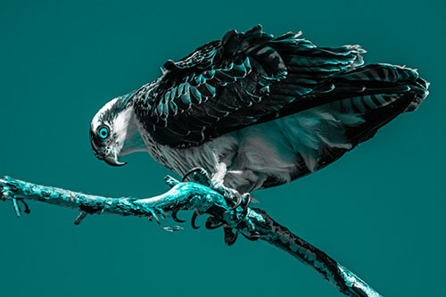 Crouching Osprey Hawk Looking Below Shredded Tree Branch (Cyan Tone)
