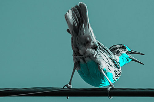 Crouching Western Meadowlark Singing Towards Sunlight (Cyan Tone)