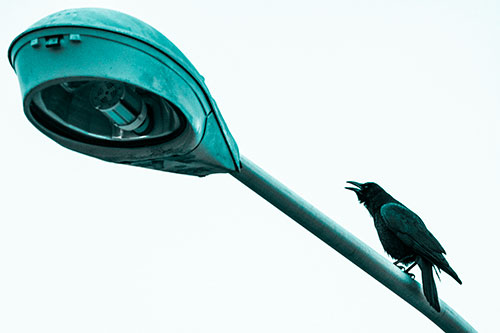 Crow Cawing Atop Sloping Light Pole (Cyan Tone Photo)