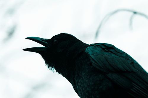 Crow Cawing Into Fog Filled Sky (Cyan Tone Photo)
