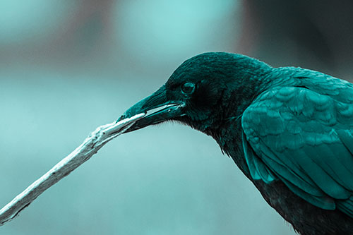 Crow Clamping Ahold Flattened Coffee Cup (Cyan Tone Photo)