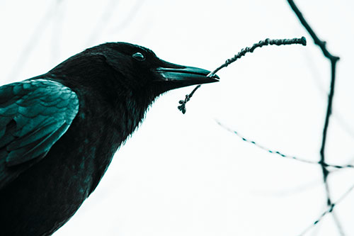 Crow Clasping Stick Among Tree Branches (Cyan Tone Photo)