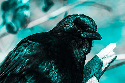 Crow Enjoys Sunshine Atop Broken Tree Branch (Cyan Tone Photo)